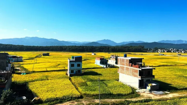 Ripe Paddy Turns Surkhet's Birendranagar Valley Golden
