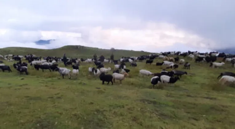 Myagdi livestock sheds begin descending from highland pastures