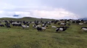 Myagdi livestock sheds begin descending from highland pastures