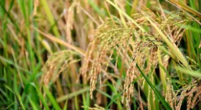 Bhojpur farmers rush to harvest golden paddy after Dashain