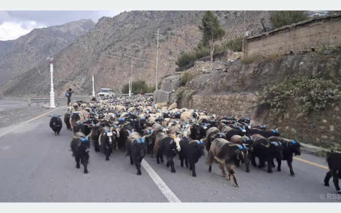 More Than 1,000 Sheep and Goats Arrive in Jomsom Ahead of Dashain
