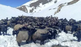 Dolpa Chyangra Reach Pokhara as Traders Move Goats Toward Kathmandu for Dashain