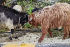 Sheep and Goats Arrive in Pokhara Ahead of Dashain