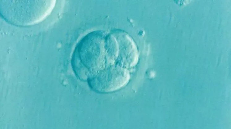 University of Sydney Scientists Develop Method to Test Lab-Grown Embryo Models