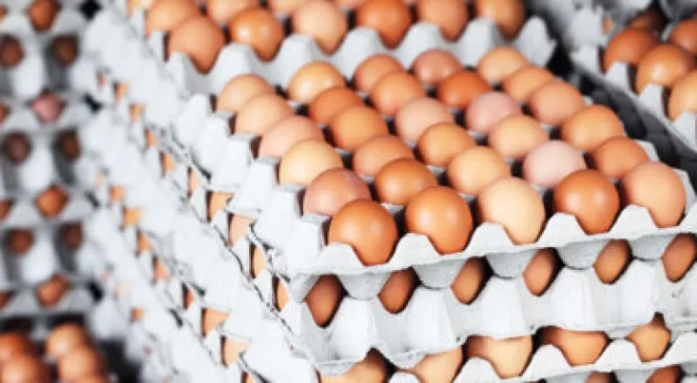 World Egg Day Marked in Chitwan With Week-Long Awareness Programmes