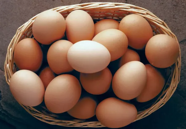 Nepal Layers Poultry Association Marks World Egg Day with Week-Long Programmes