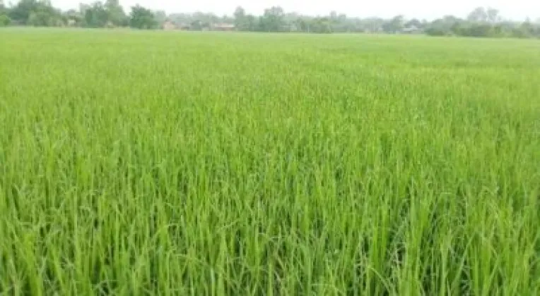 Disease Infection in Banke Paddy Fields Raises Farmers’ Concerns