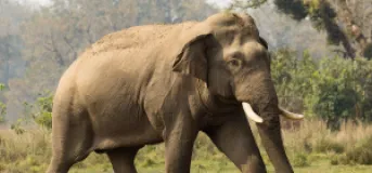 NTNC and Thailand’s Save Elephant Foundation Sign Three-Year Human-Elephant Coexistence Pact