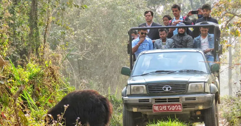 Chitwan National Park Targets Jeep Safari Reopening Before Dashain