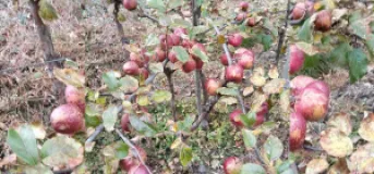 Beni-Jomsom Road Blockade Leaves Mustang Apple Farmers in Crisis