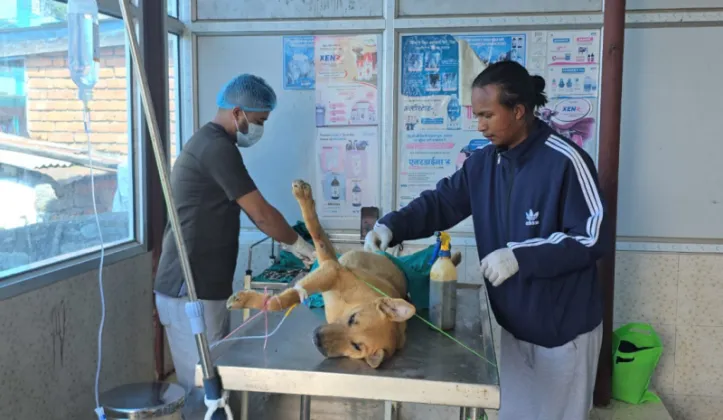 Community Dogs Vaccinated and Neutered in Dolakha and Dhankuta Campaigns