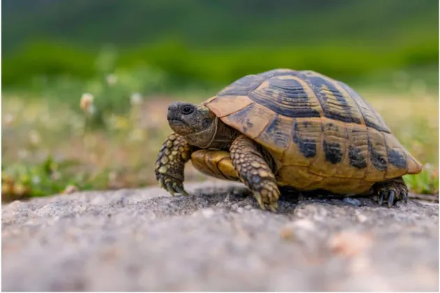 Turtles Becoming Rare in Sunsari as Natural Habitats Face Destruction
