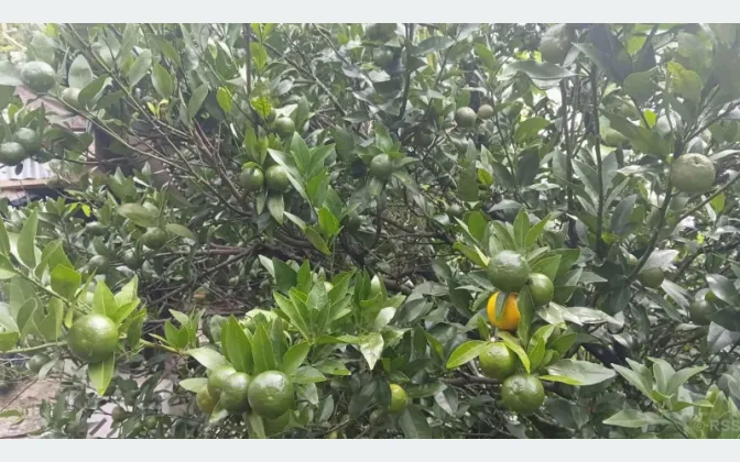 Disease and Premature Fruit Drop Worry Bhojpur Orange Farmers