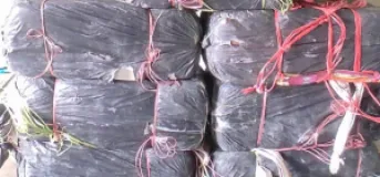 Police Seize 210 Kg of Marijuana from Paddy Field in Morang