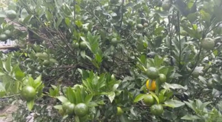 Disease Outbreak Hits Orange Orchards in Bhojpur as Unripe Fruits Fall