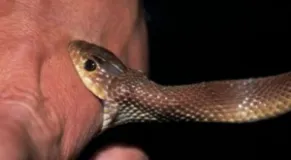Nawalpur Reports 277 Snakebite Cases in Two Months