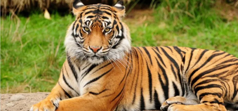 Nepal Begins Process to Establish Tiger Sanctuary Amid Rising Human-Tiger Conflict