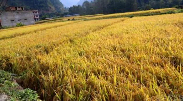 Weather Forecasts Help Kanchanpur Farmers Time Paddy Harvest