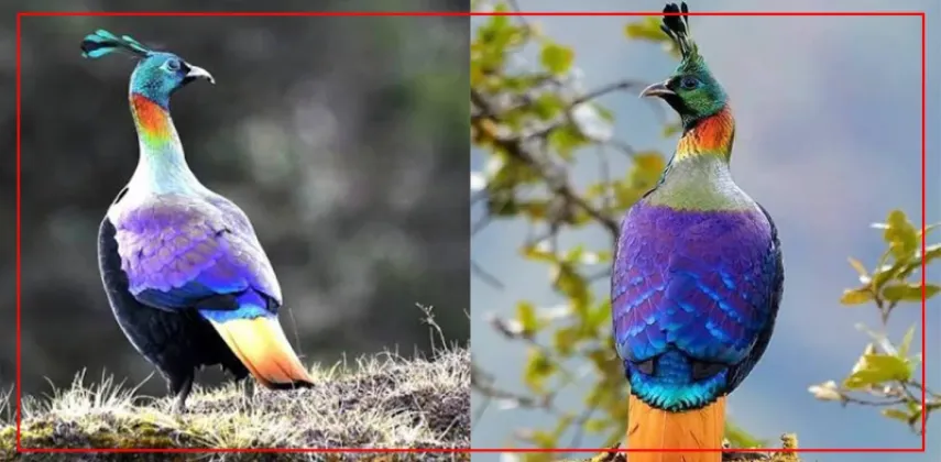 Human Activity Pushes Himalayan Monal to Higher Elevations and Changes Its Calls