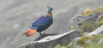 Human Activity Is Changing the Himalayan Monal’s Habitat and Calls, Studies Find