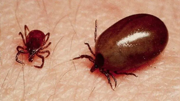 Scrub Typhus Cases Top 10,000 Across 74 Districts in Nepal