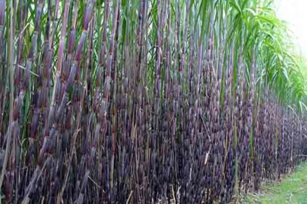 Government Approves Rs 1.5 Billion Grant for Sugarcane Farmers