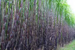 Government Approves Rs 1.5 Billion Grant for Sugarcane Farmers